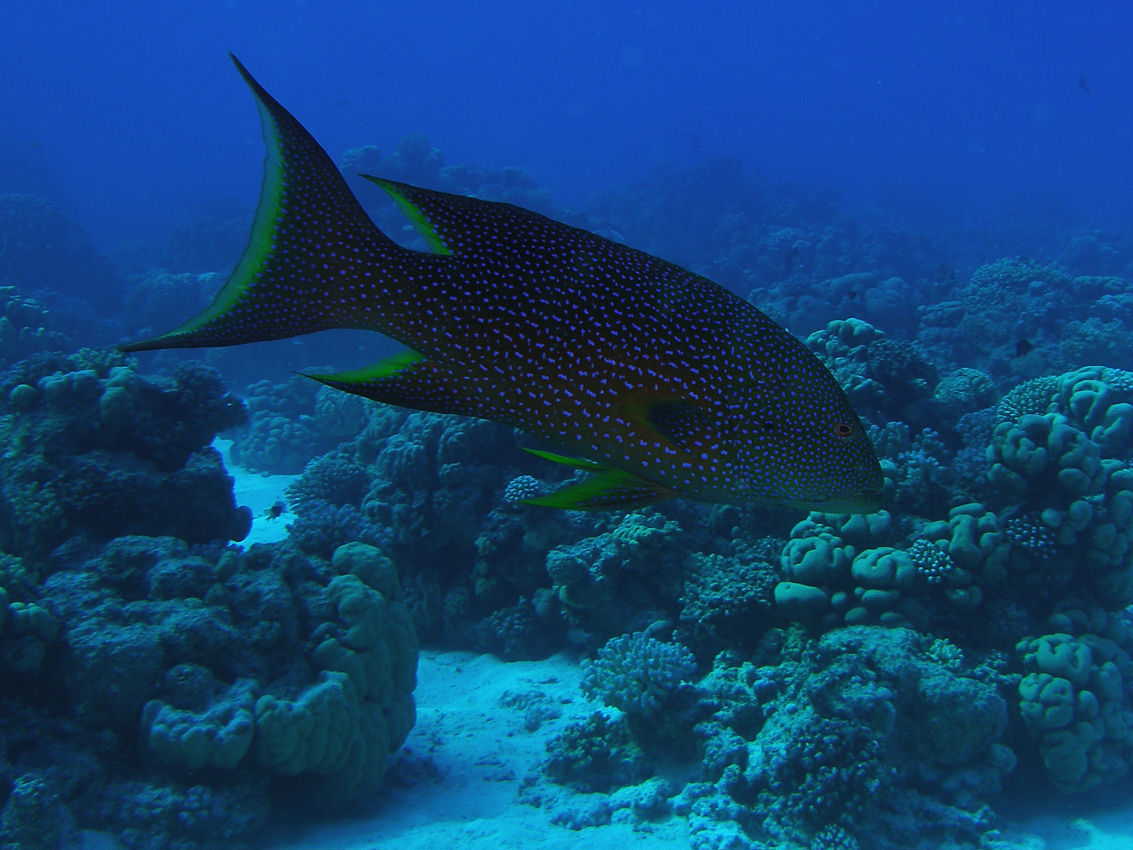 Variola louti (Cernia dalla coda a mezzaluna)